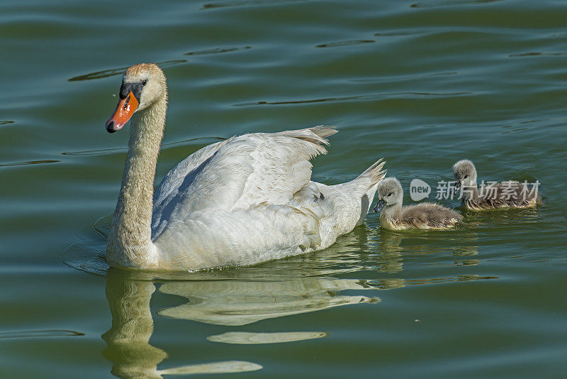 哑巴天鹅(Cygnus olor)是天鹅的一种，因此是鸭、鹅和天鹅科的一员。和幼鸟一起游泳。